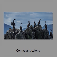 Cormorant colony
